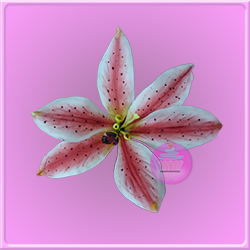 Lirio en Pasta de Goma